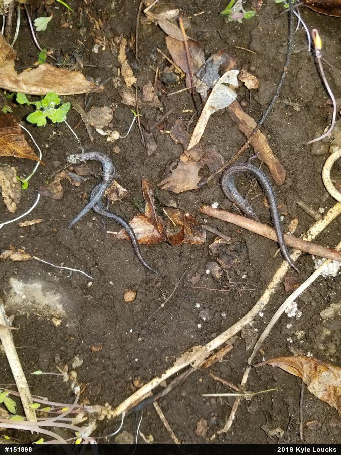 Eastern Red-backed  Salamander