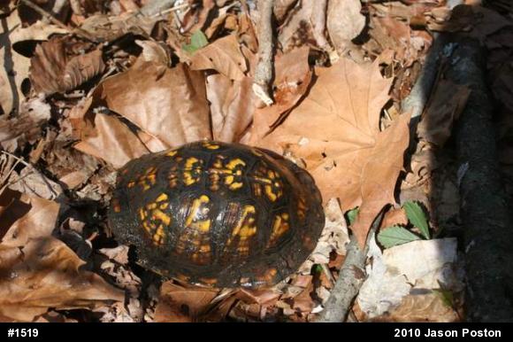 Eastern Box Turtle