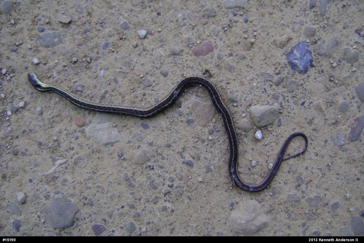 Eastern Gartersnake