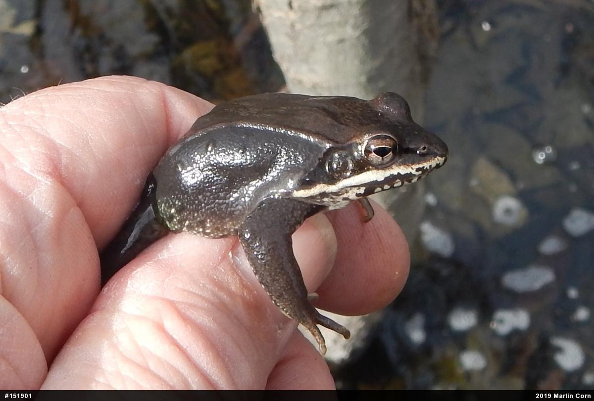 Wood Frog