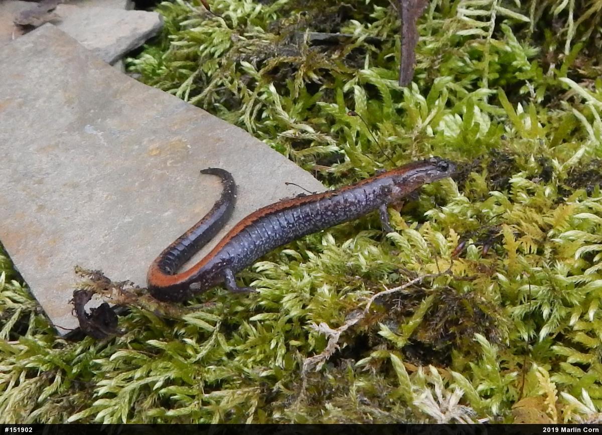 Eastern Red-backed  Salamander