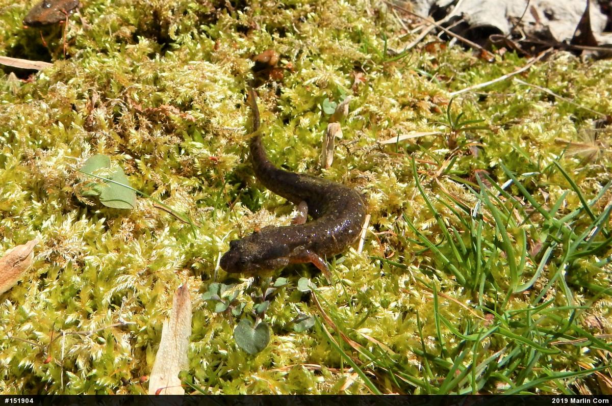 Northern Dusky Salamander