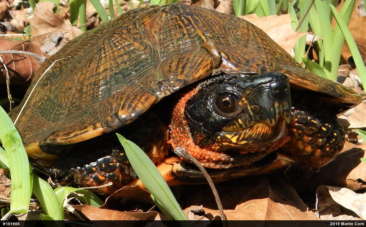 Wood Turtle