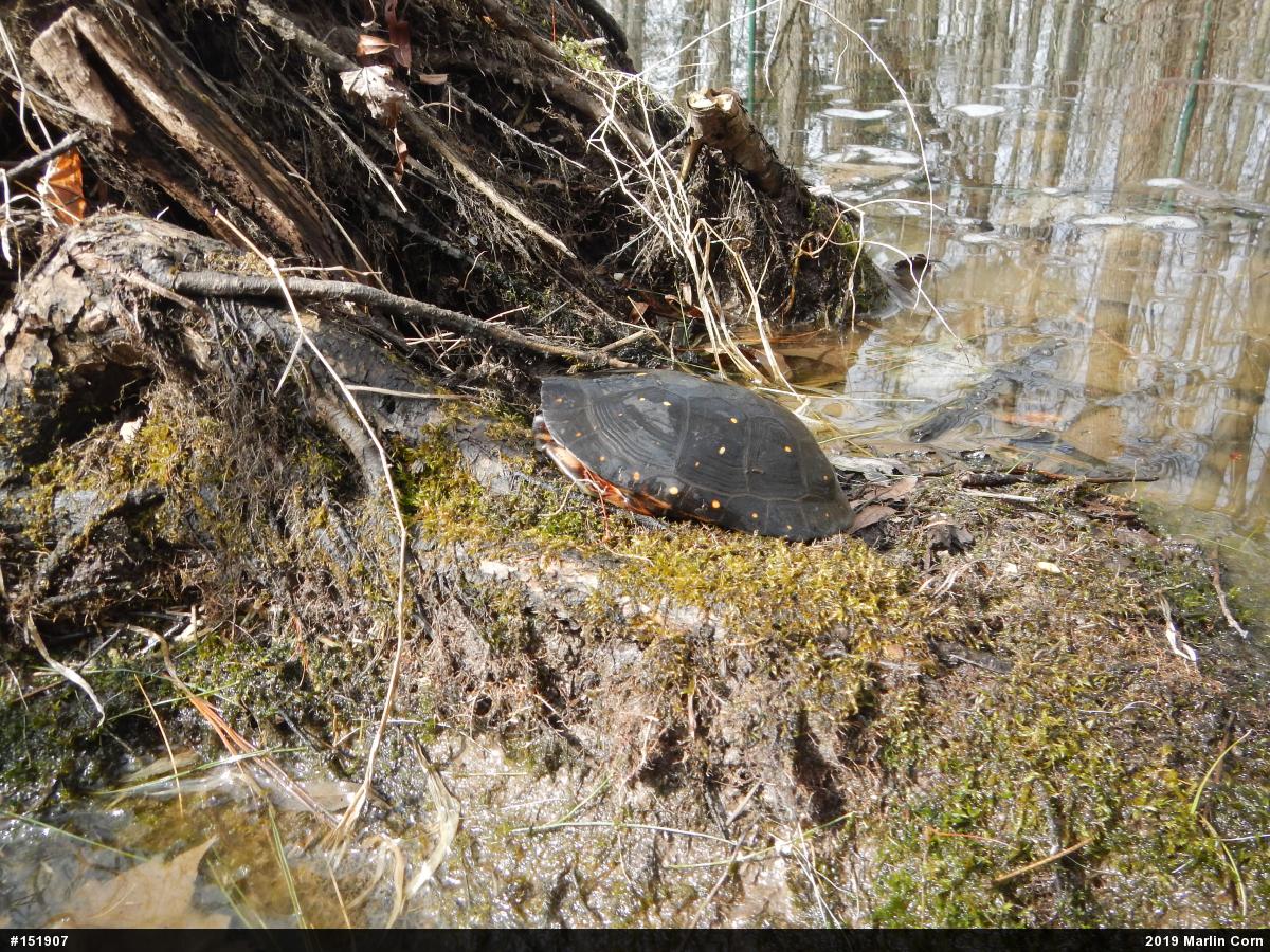 Spotted Turtle