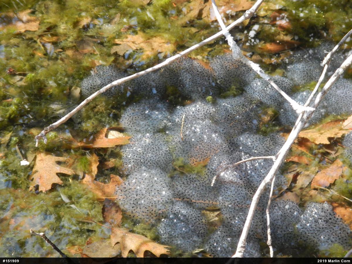 Wood Frog