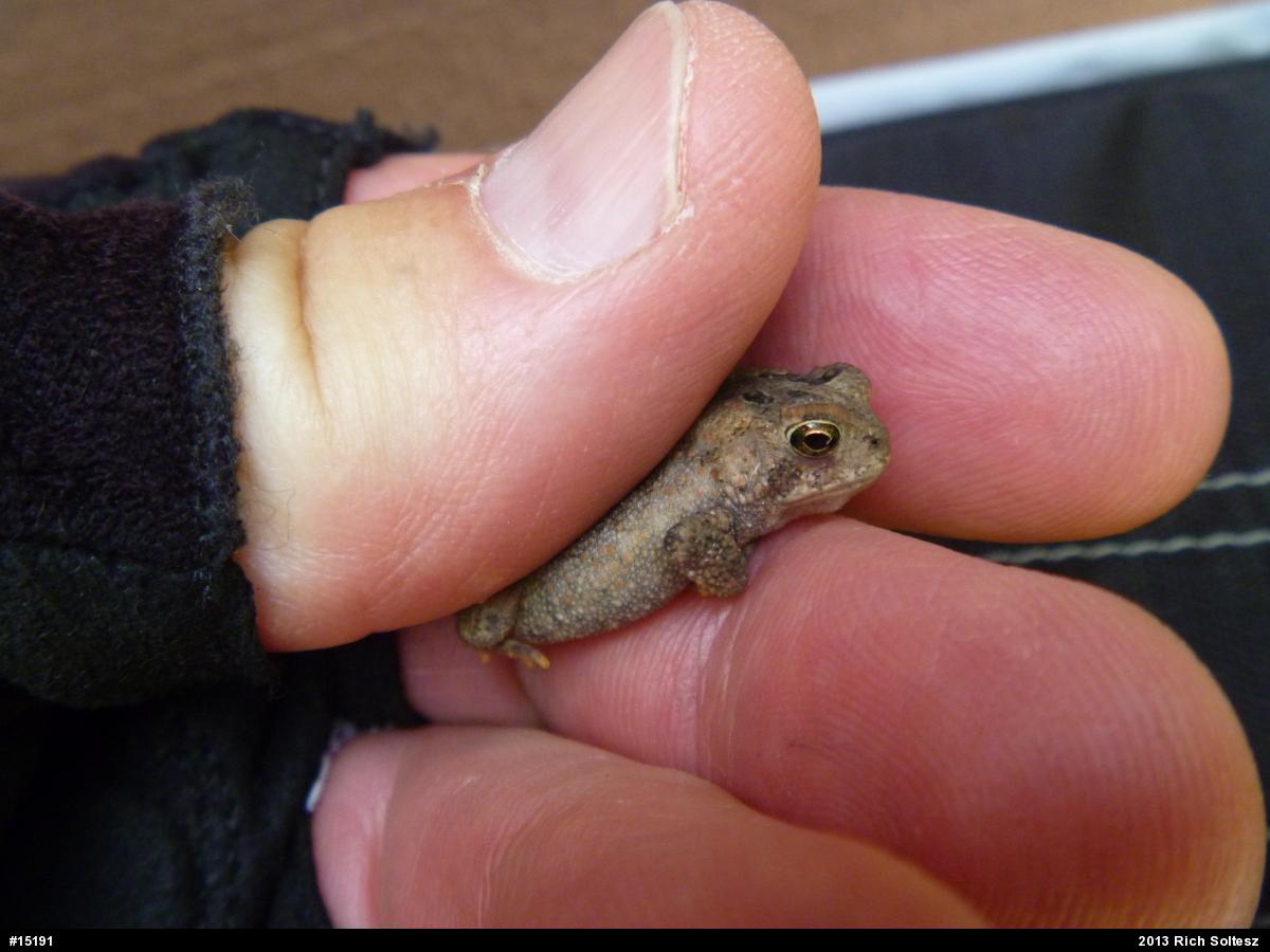 True Toads
