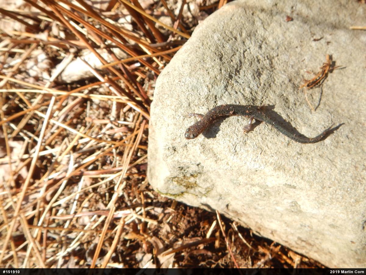 Eastern Red-backed  Salamander