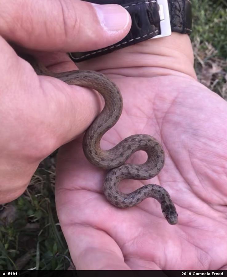 Dekay's Brownsnake