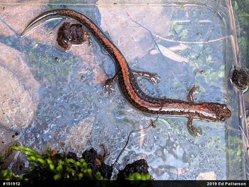 Eastern Red-backed  Salamander