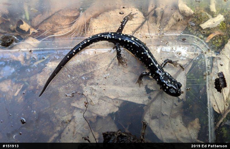Northern Slimy Salamander