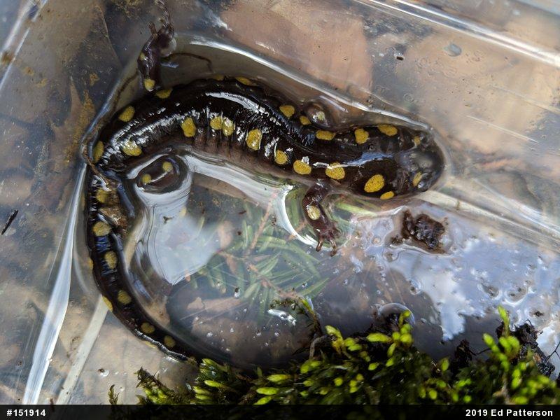 Spotted Salamander
