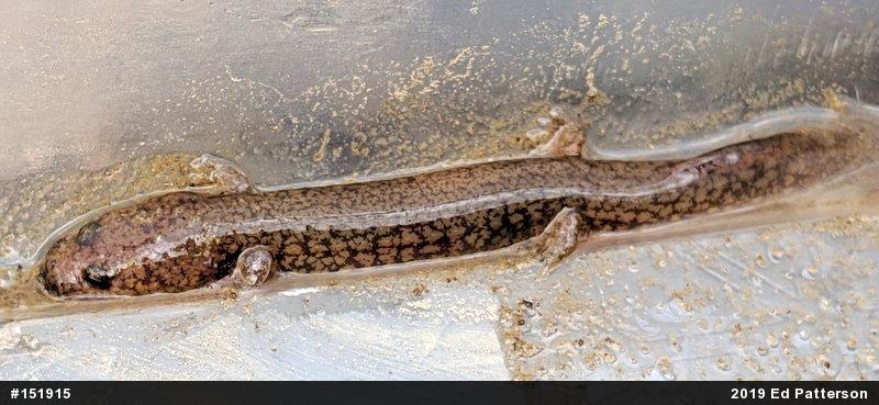 Northern Spring Salamander