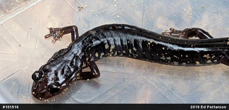 Wehrle's Salamander