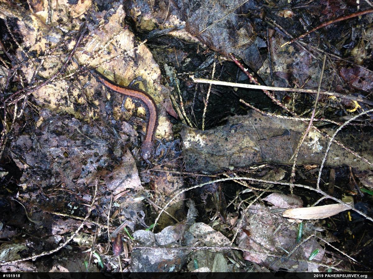 Eastern Red-backed  Salamander