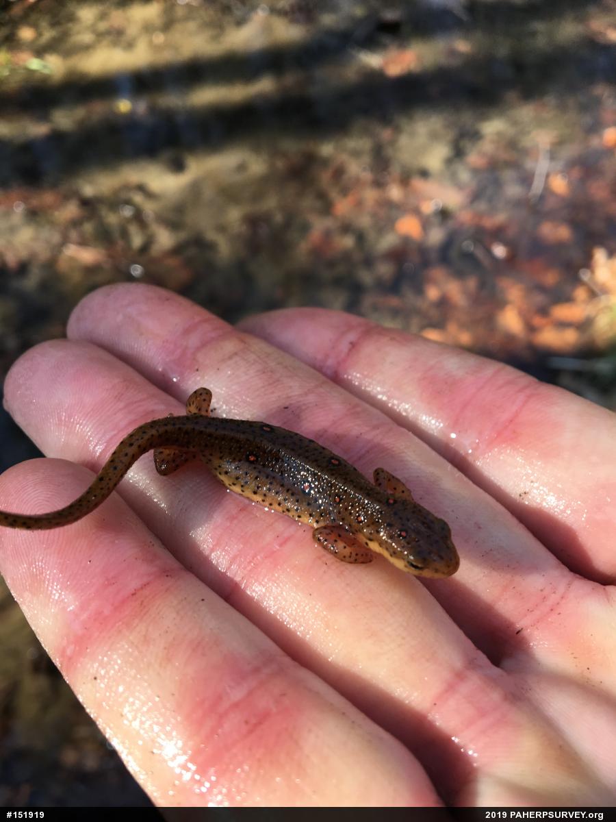 Red-spotted Newt