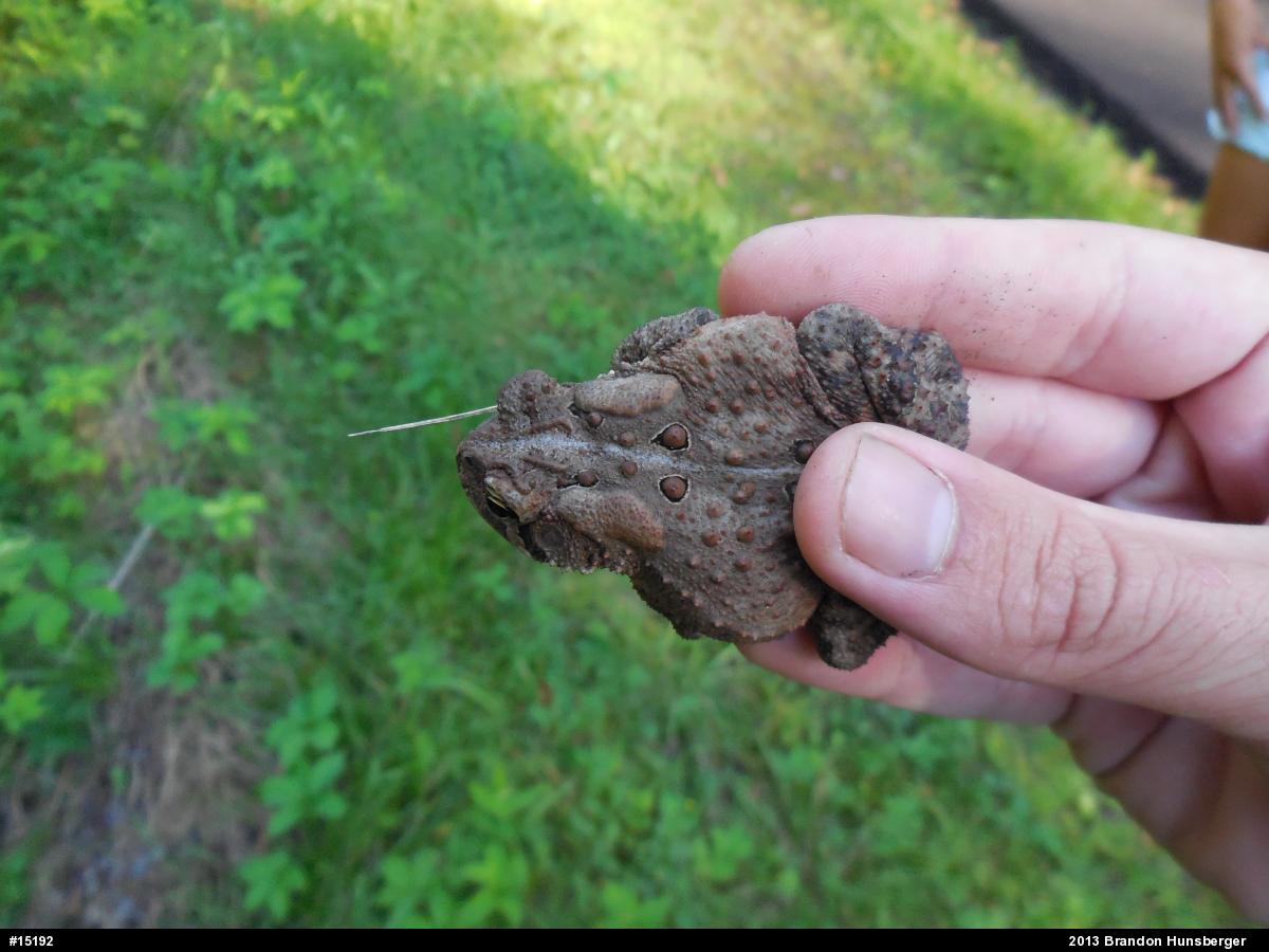 Eastern American Toad