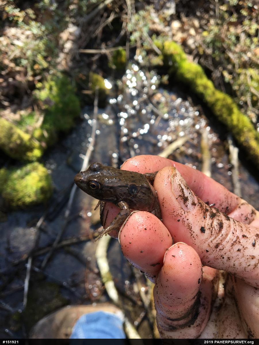 Green Frog