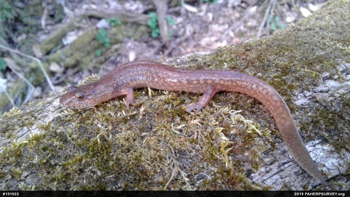 Northern Spring Salamander