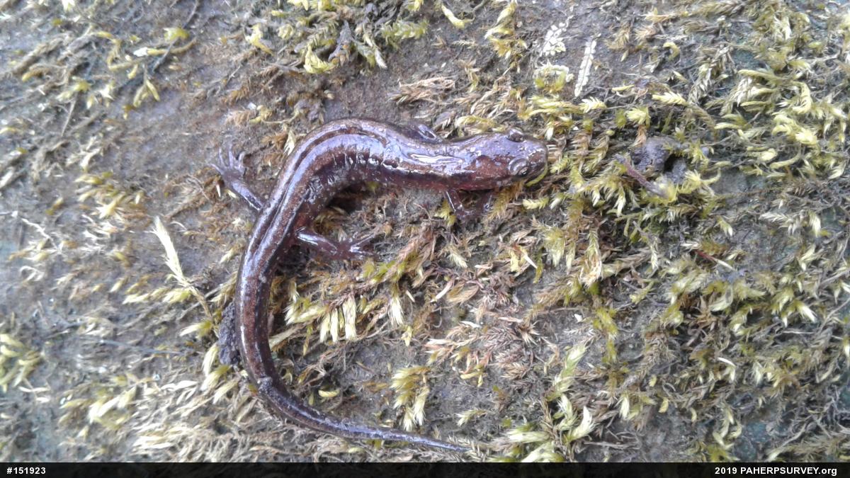 Allegheny Mountain Dusky Salamander