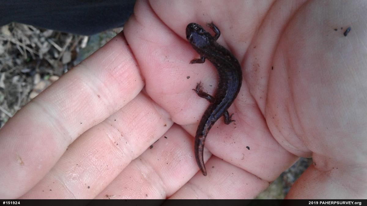 Northern Dusky Salamander