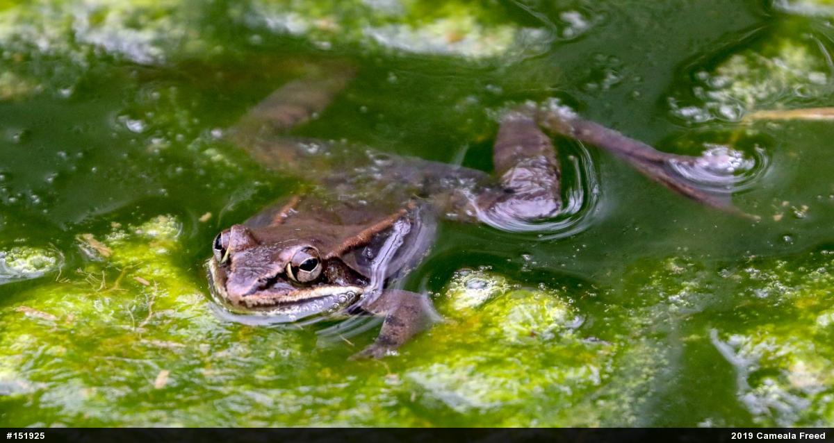 Wood Frog