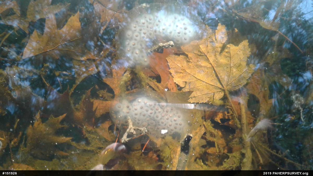 Spotted Salamander