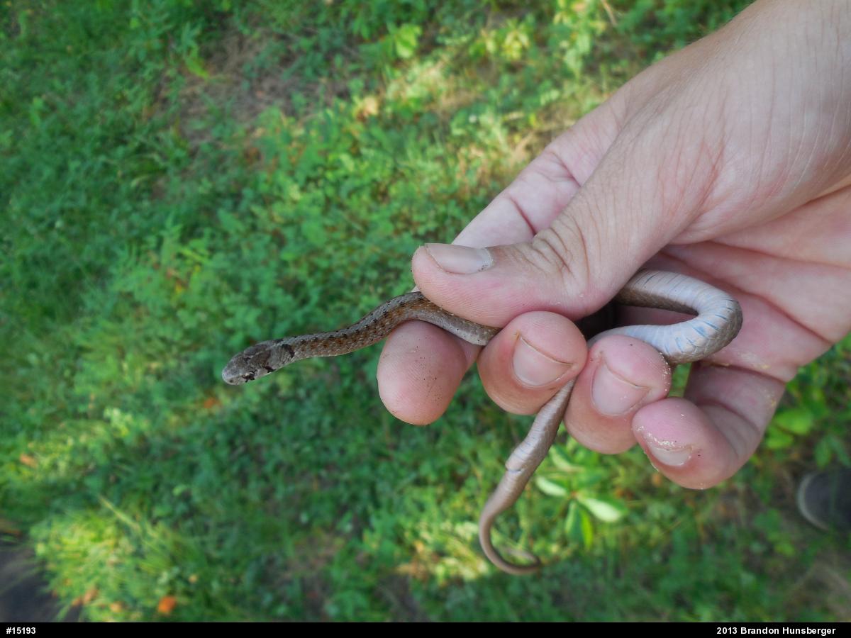 Dekay's Brownsnake
