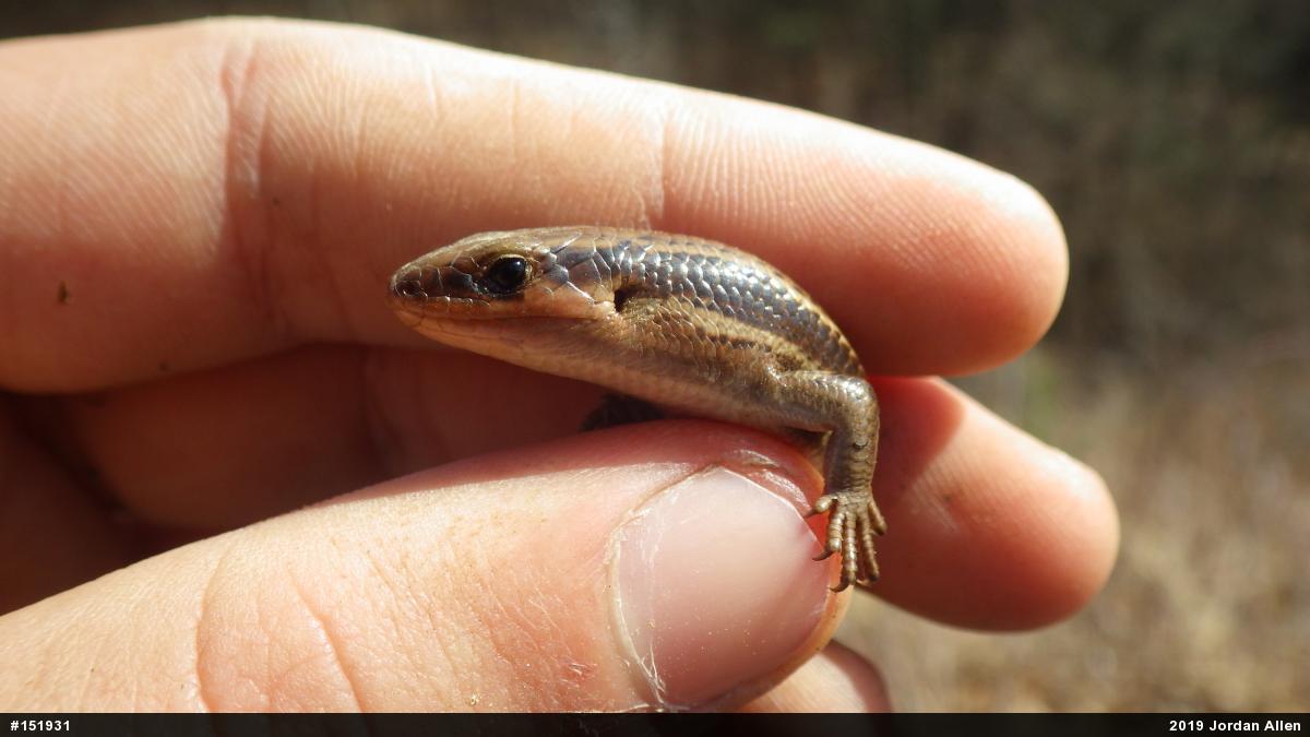 Northern Coal Skink