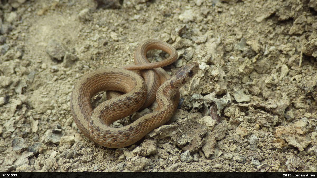 Dekay's Brownsnake