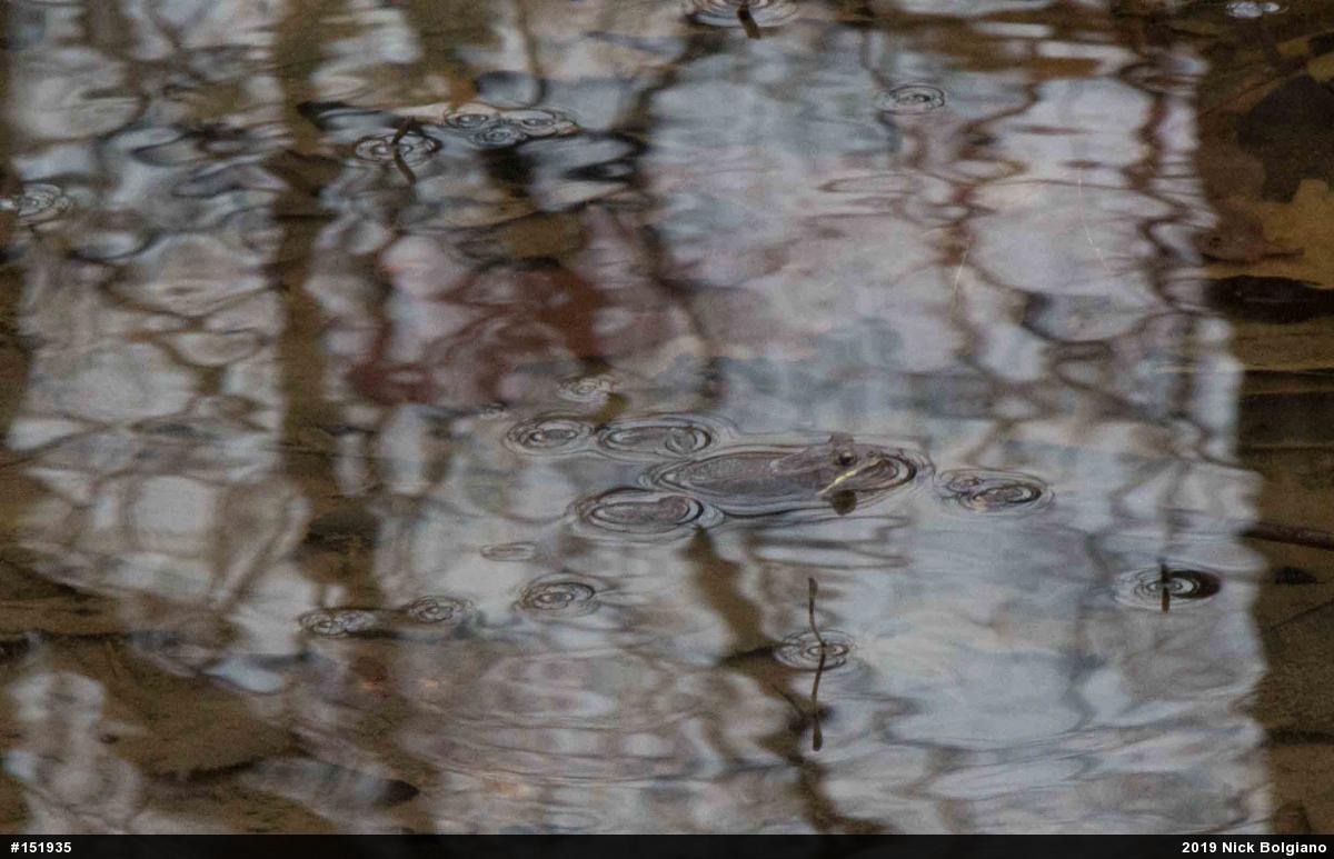 Wood Frog