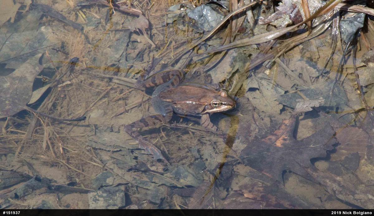 Wood Frog