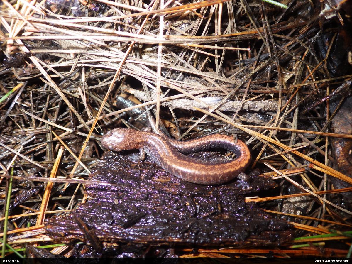 Eastern Red-backed  Salamander