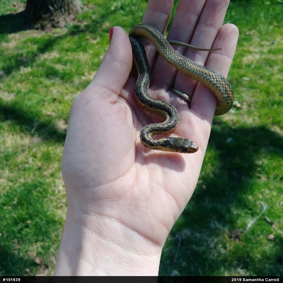 Eastern Gartersnake