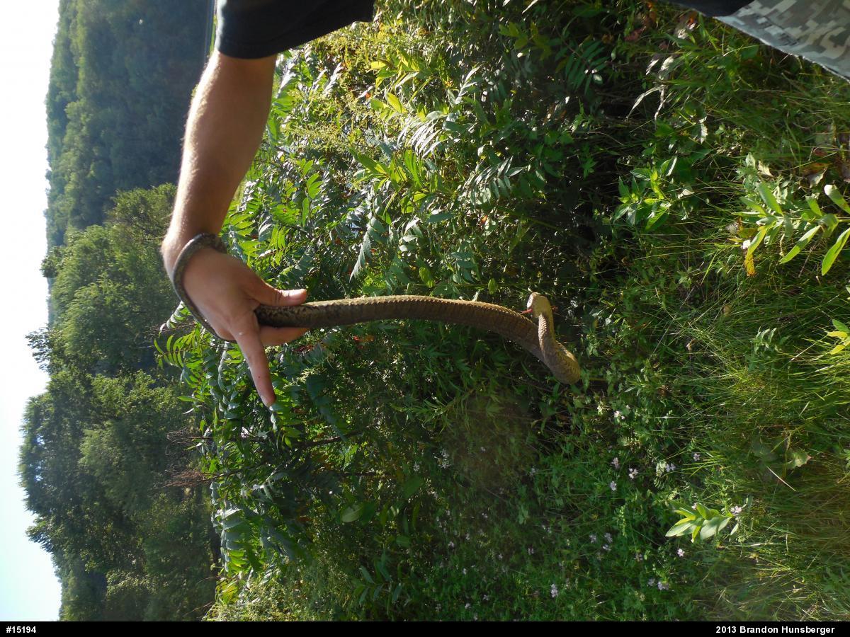 Northern Watersnake