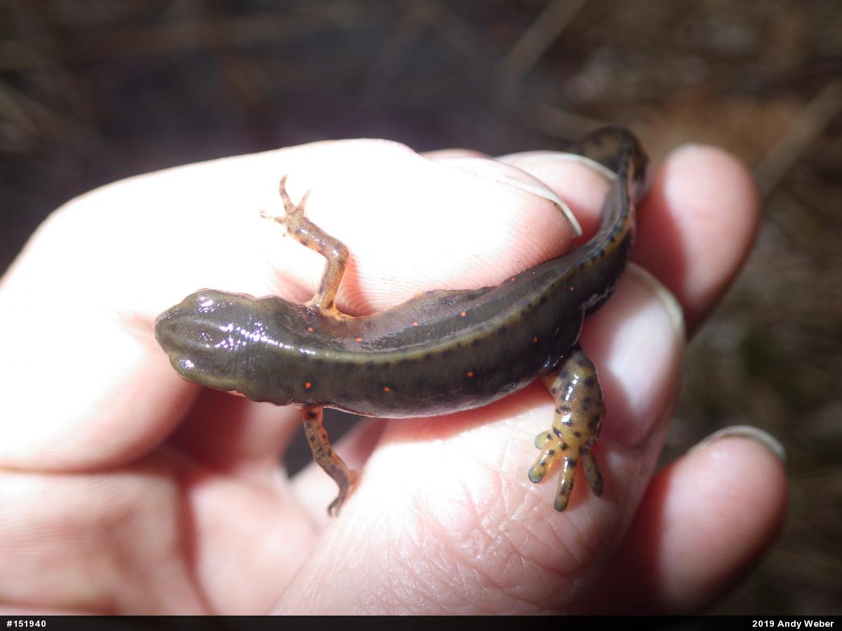 Red-spotted Newt