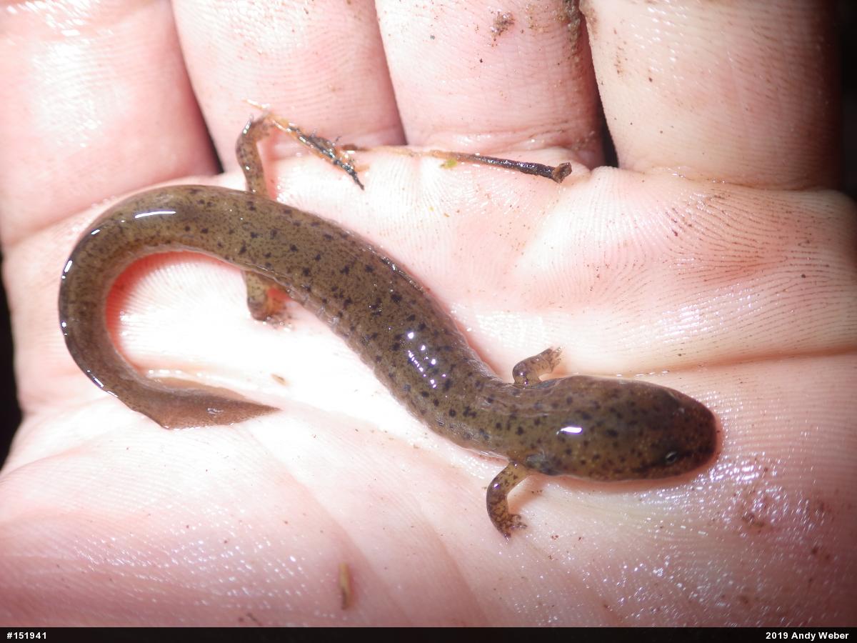 Northern Red Salamander