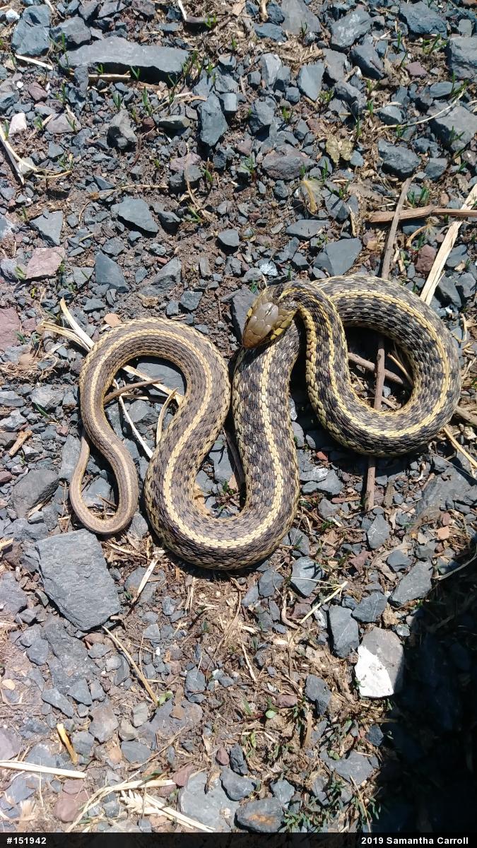 Eastern Gartersnake