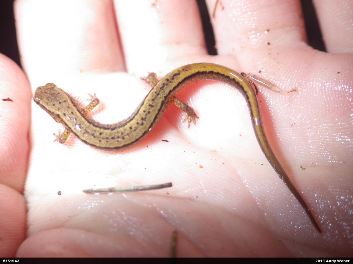 Northern Two-lined Salamander