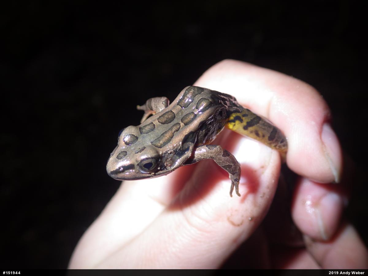 Pickerel Frog