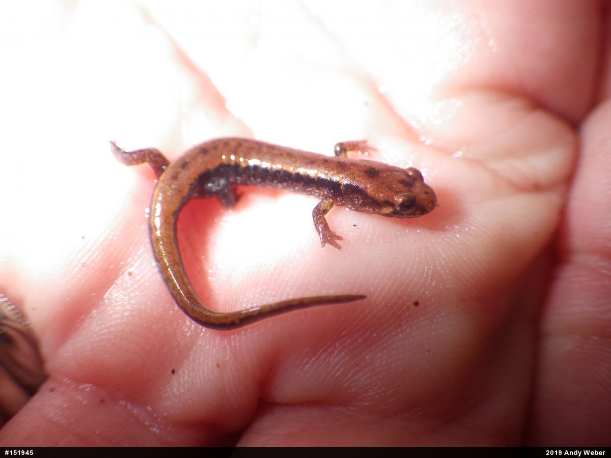 Allegheny Mountain Dusky Salamander