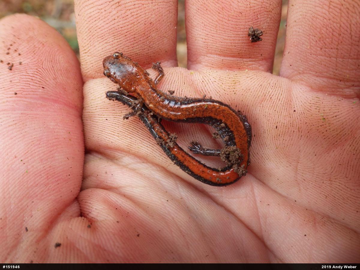 Eastern Red-backed  Salamander