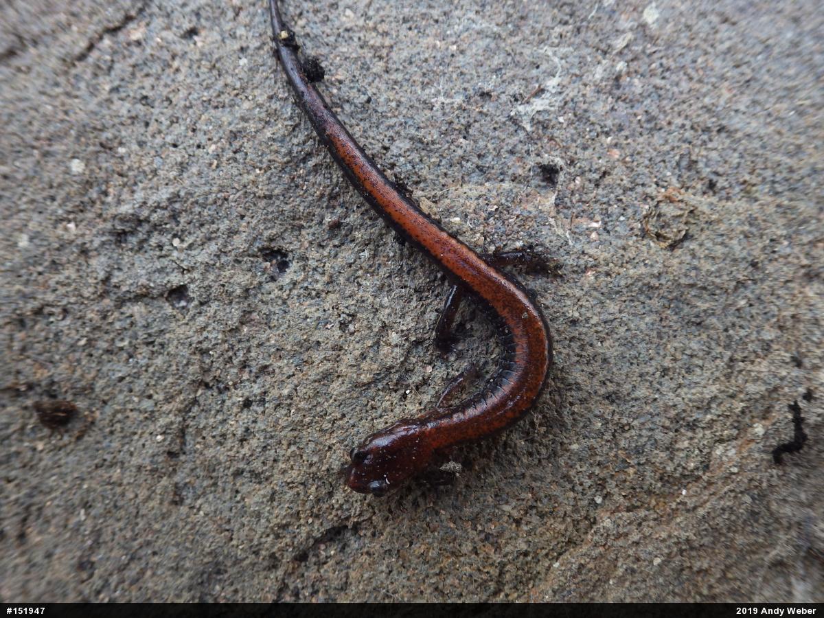 Eastern Red-backed  Salamander
