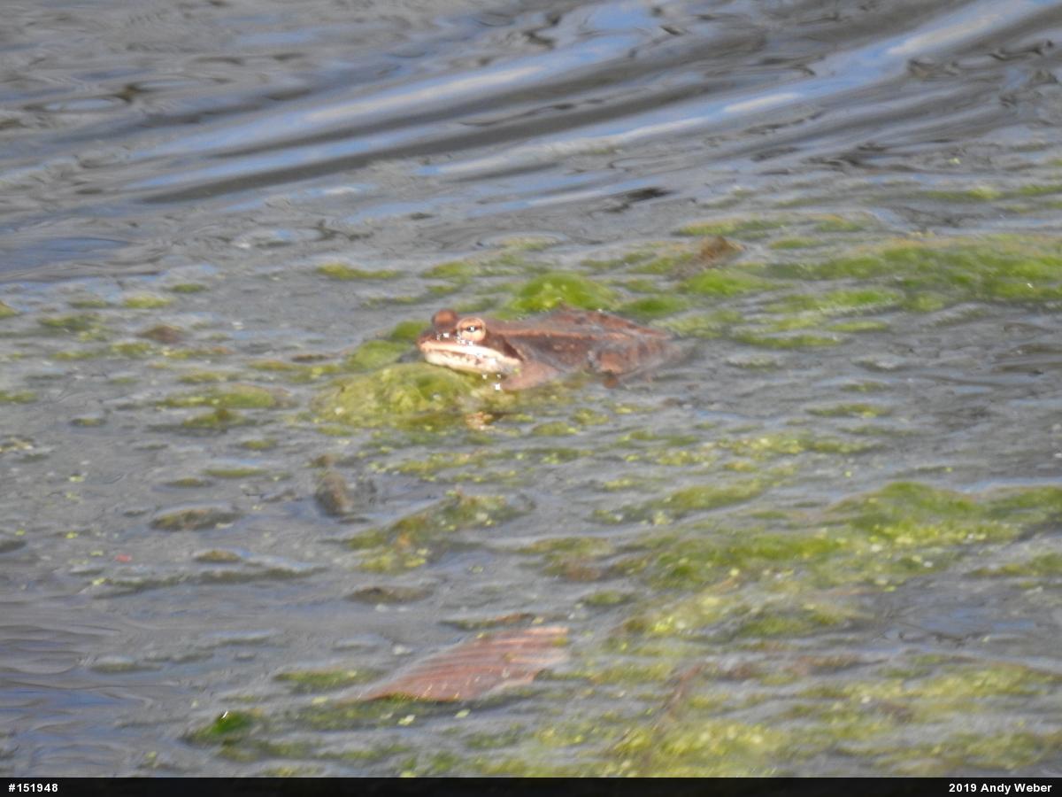 Wood Frog