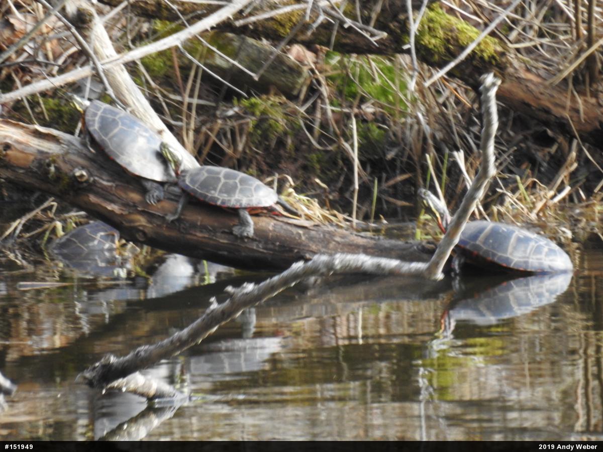 Painted Turtle