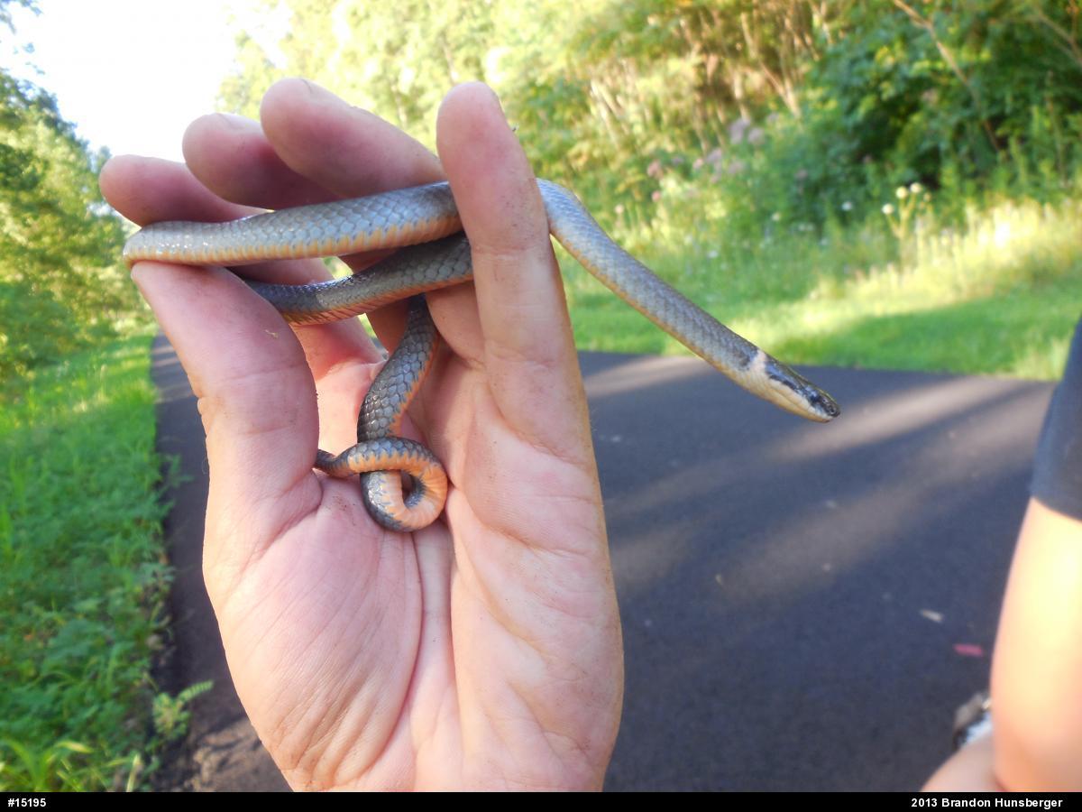 Northern Ring-necked Snake