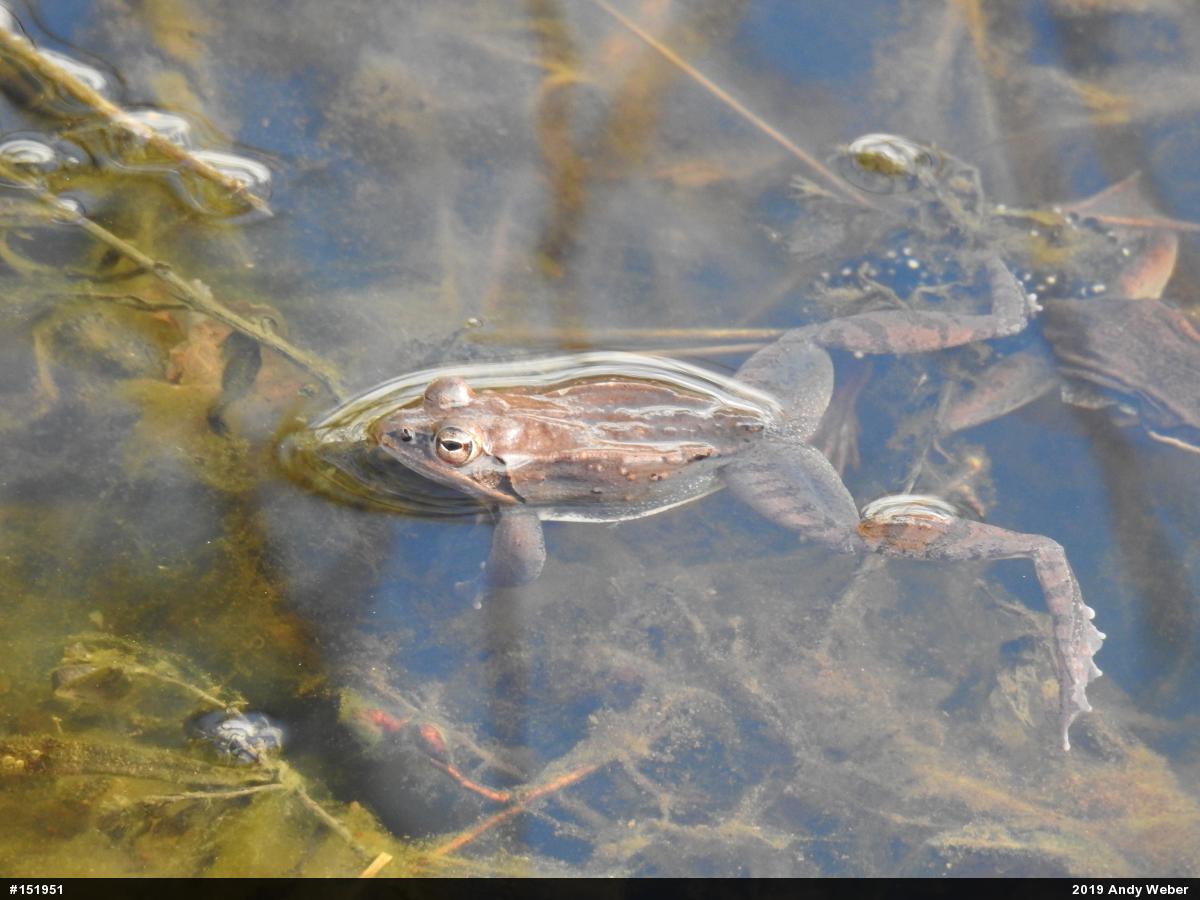 Wood Frog