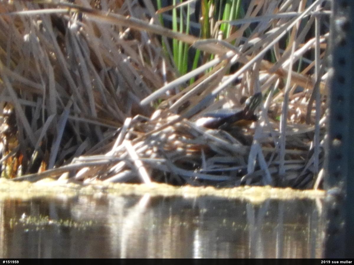 Painted Turtle