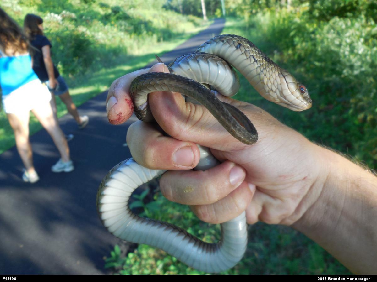 Eastern Gartersnake