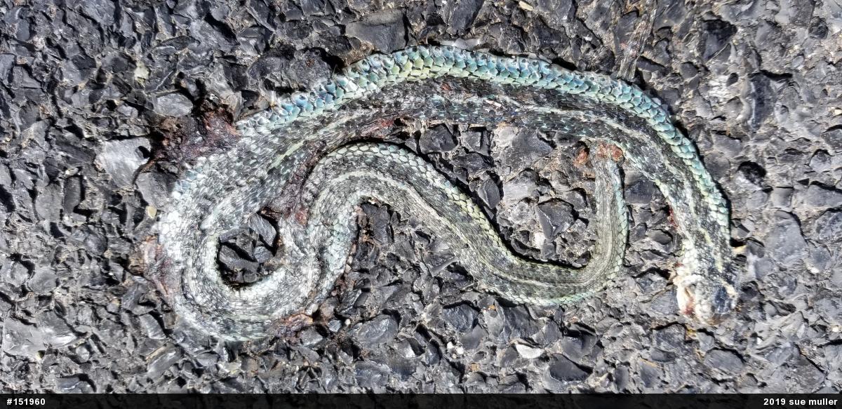 Eastern Gartersnake