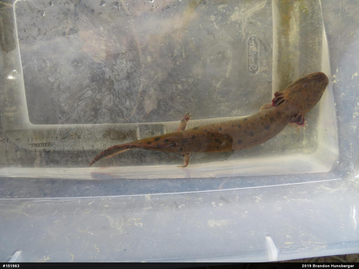 Common Mudpuppy